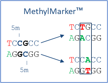 Example of MethylMarker identification of methylated and mutated DNA.